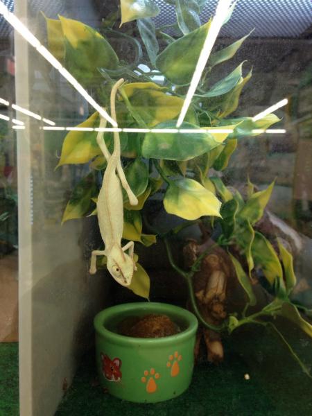 We named him Ghost because when we saw him at the pet store he was white