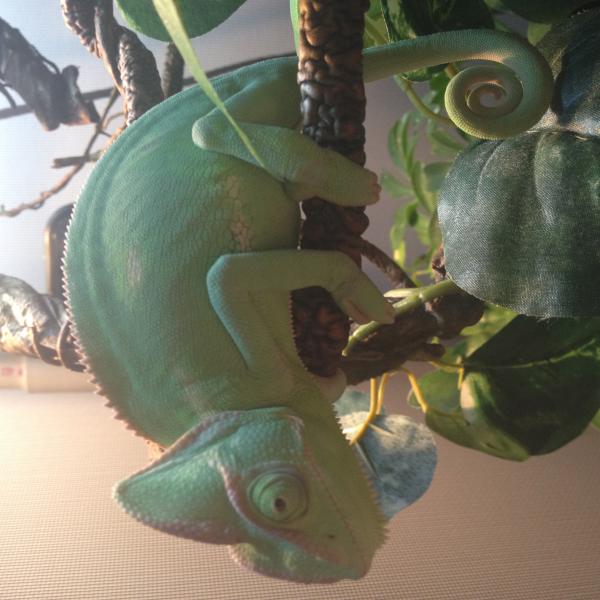 we took this photo before she change her color (which is before Nov).