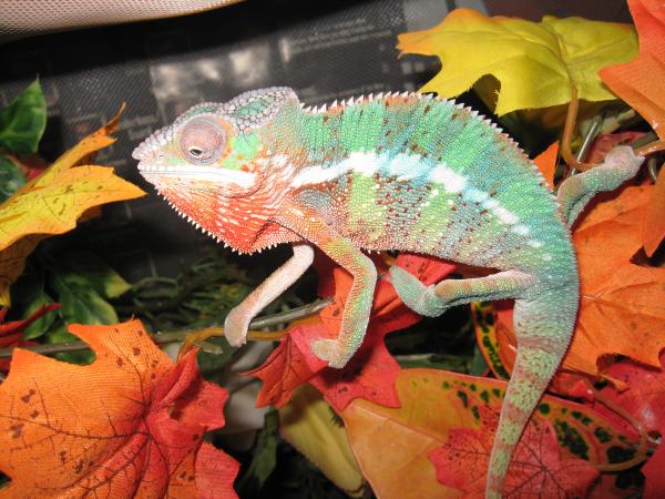 Weensy - 1.5 year old Male Ambilobe Panther Chameleon