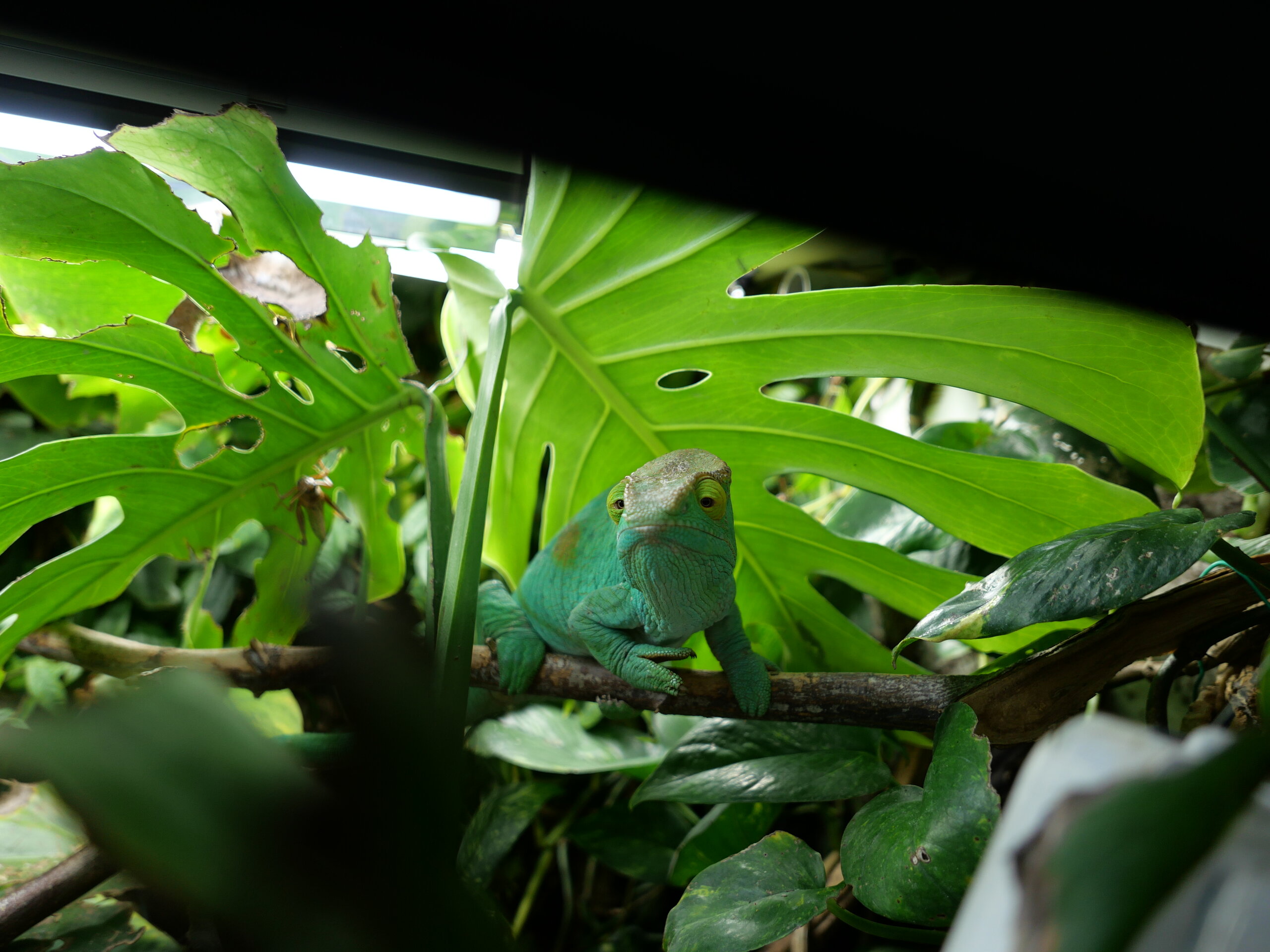 Welcome to the jungle