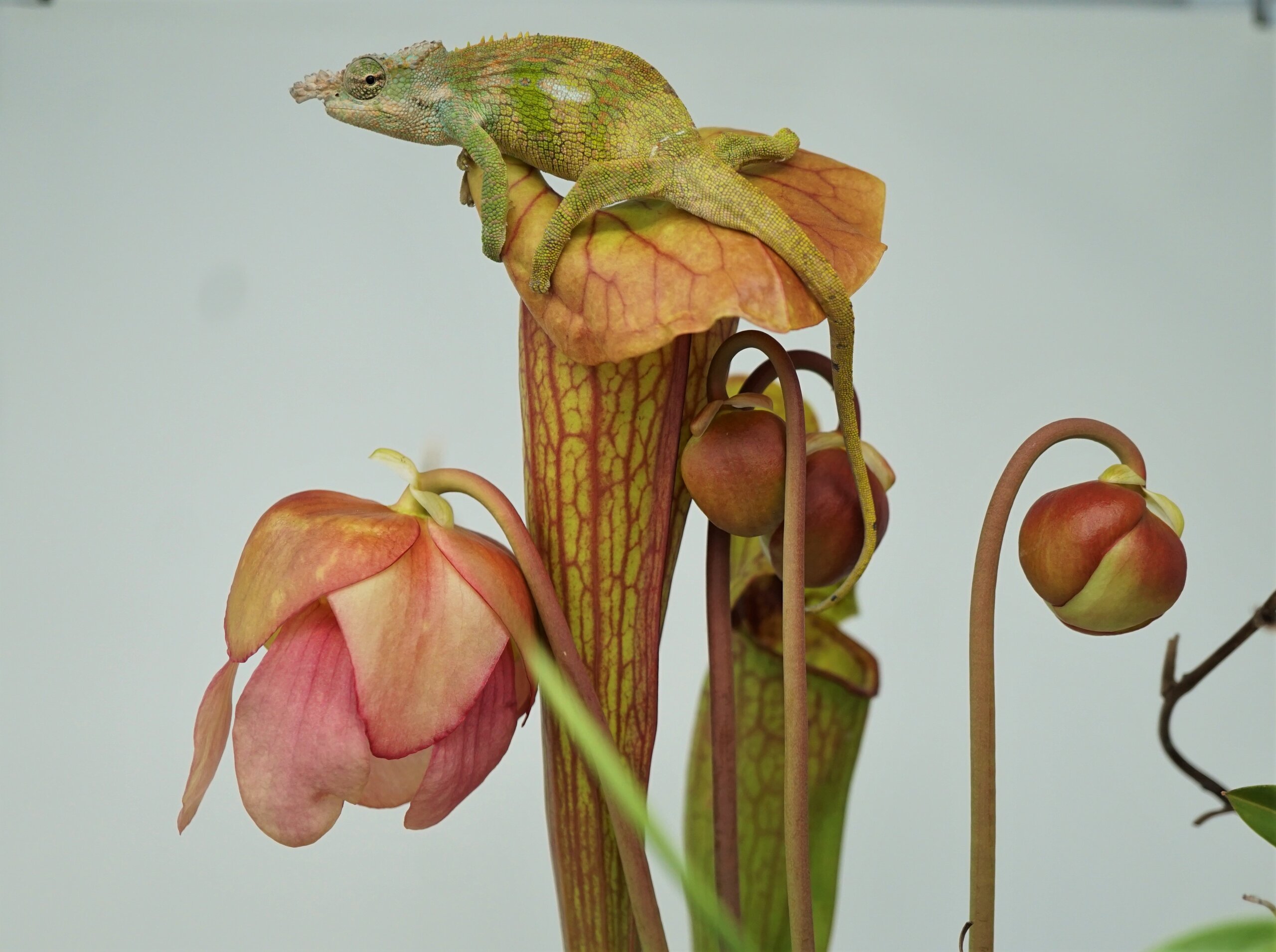 Well at least my tail is hidden