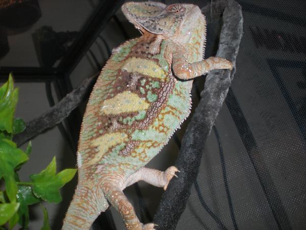 What a cool cham