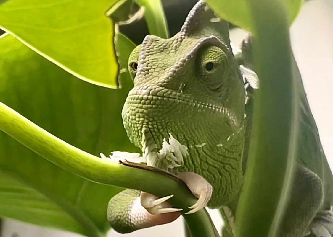 What a delectable leaf