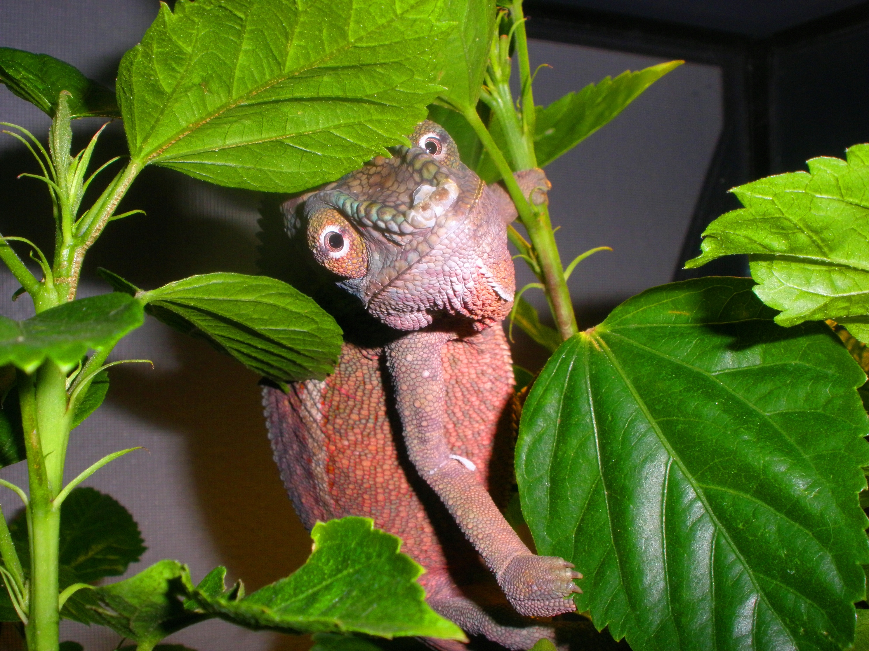 What Are You Lookin At?