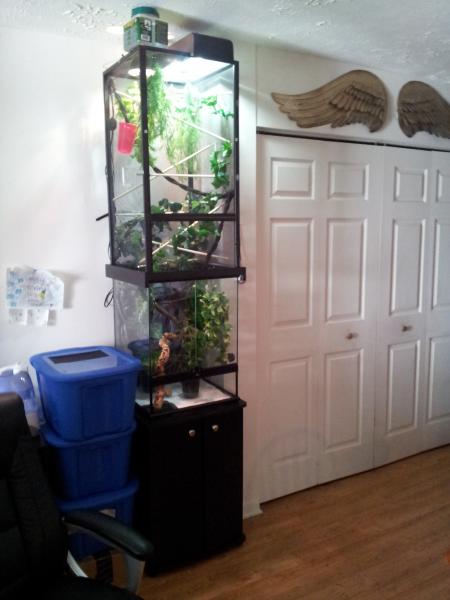 WHAT!!!! His home now looks pretty clean for a frankenstein with a exto-terra 18x18x24 bottom, and a reptibreeze 18x18x36 top becoming a total 18x18x.