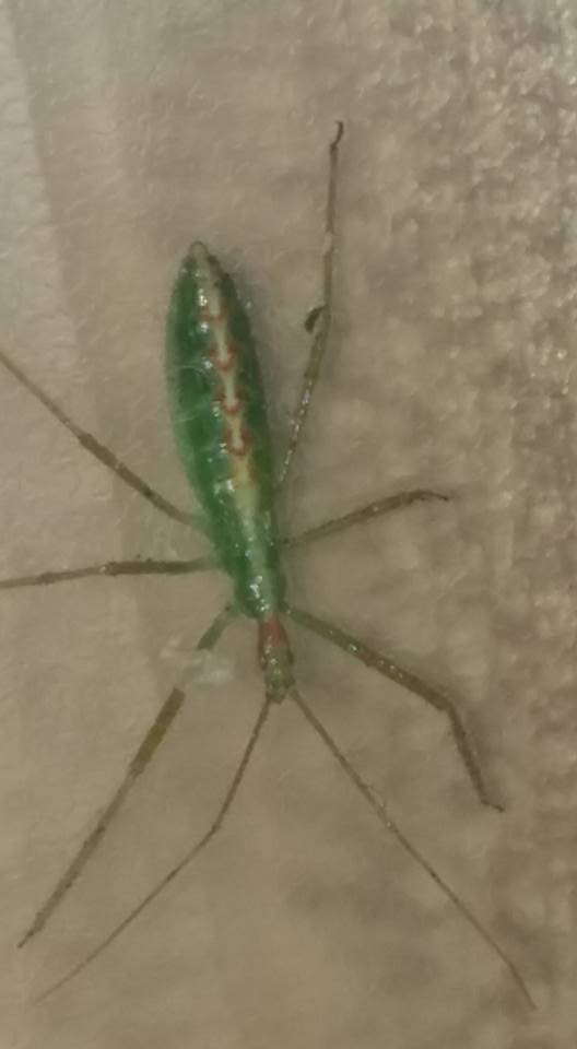what kind of bug?
