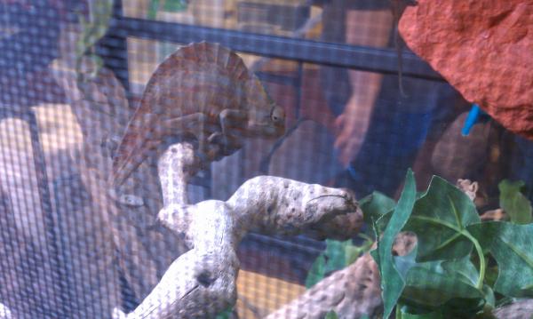What kind of chameleon is this? It was at the Expo