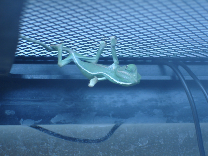 What You Lookin At?!