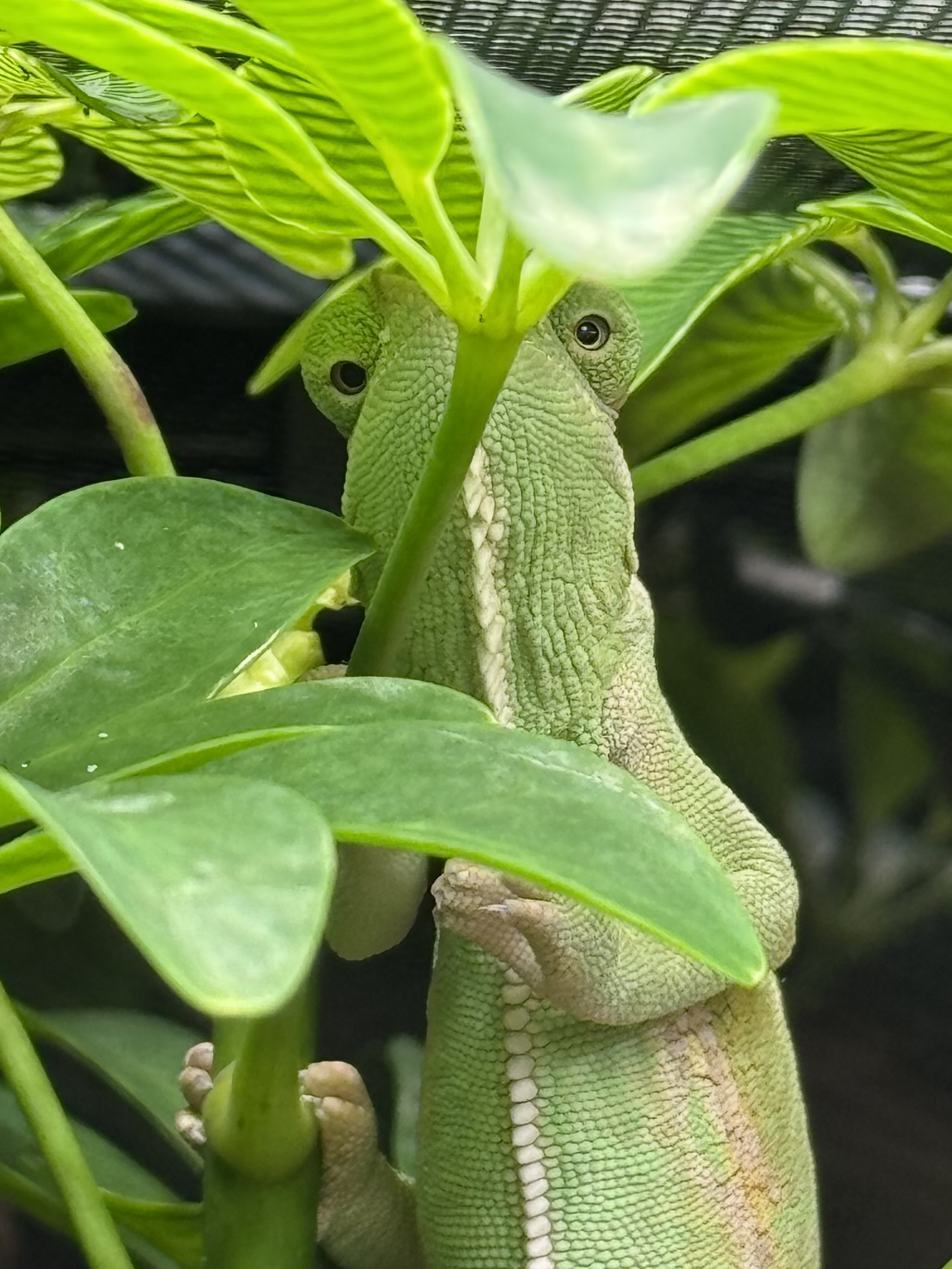 What you lookin at?