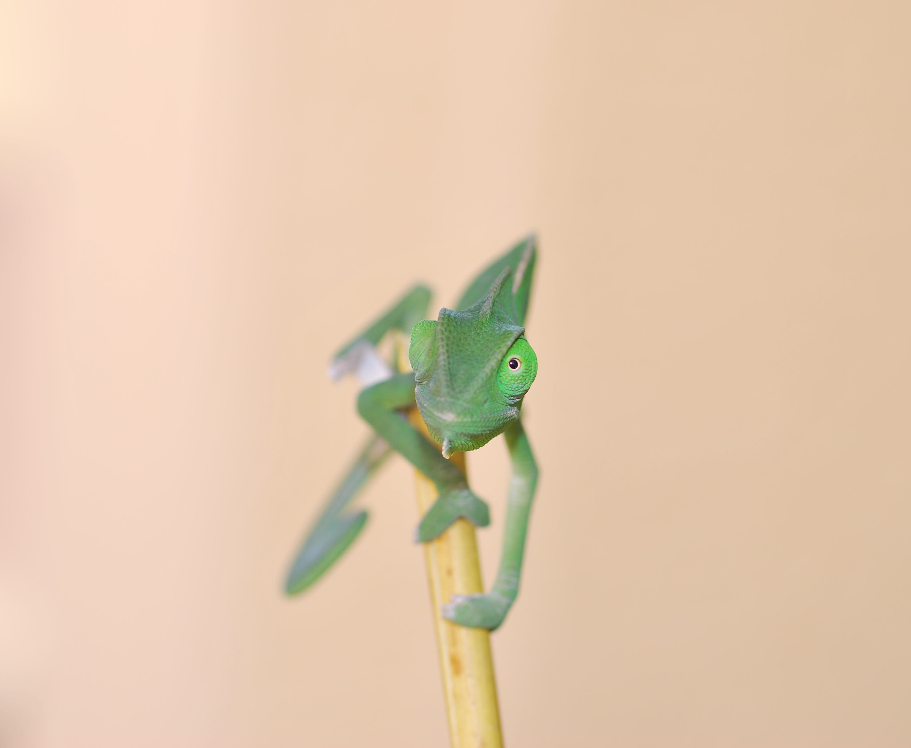 What'cha Lookin At?!