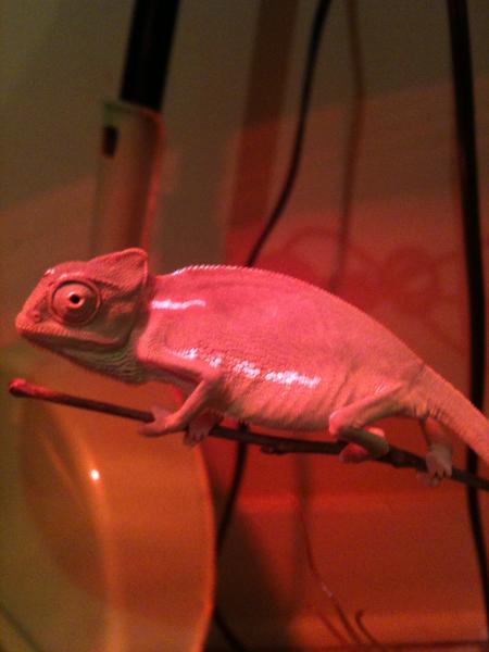 when we first got rango