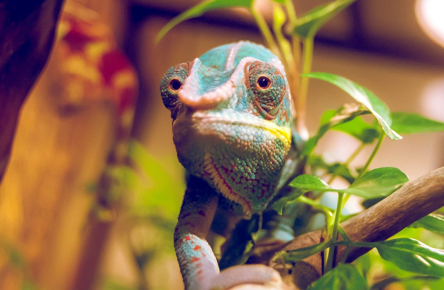 Where are my superworms??