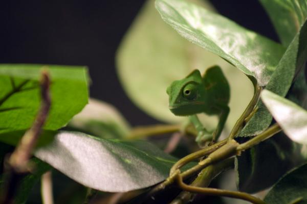 Where did I leave that crickit?