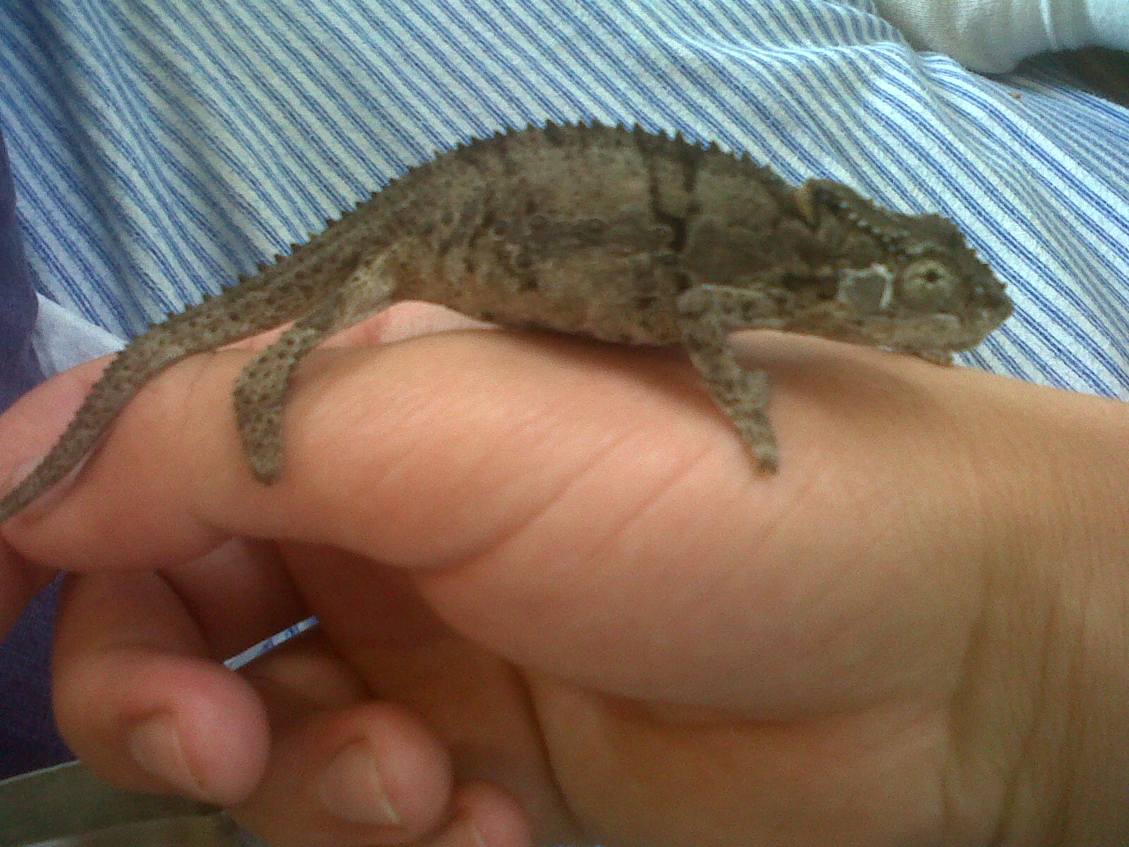 Which Type Of Cham Is This