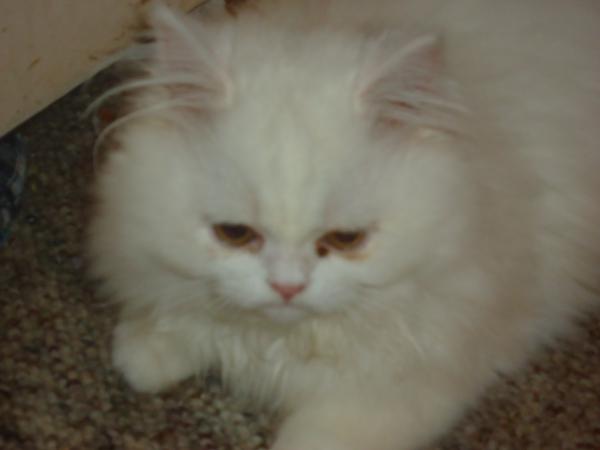 whiskers,persian