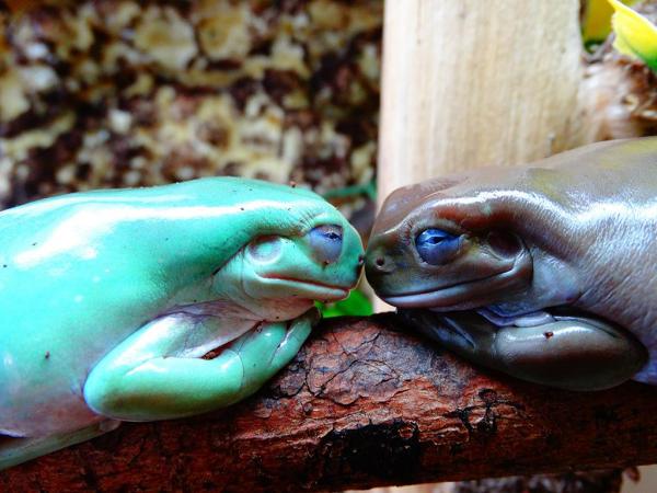 Whites tree frog