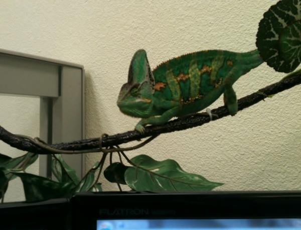 Who needs a basking light