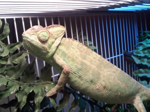 Who's a pretty lizard...