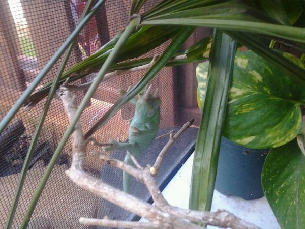 Who's there??