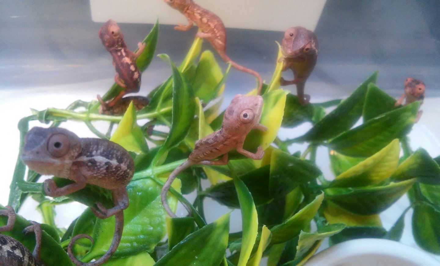 Why are we different colors???