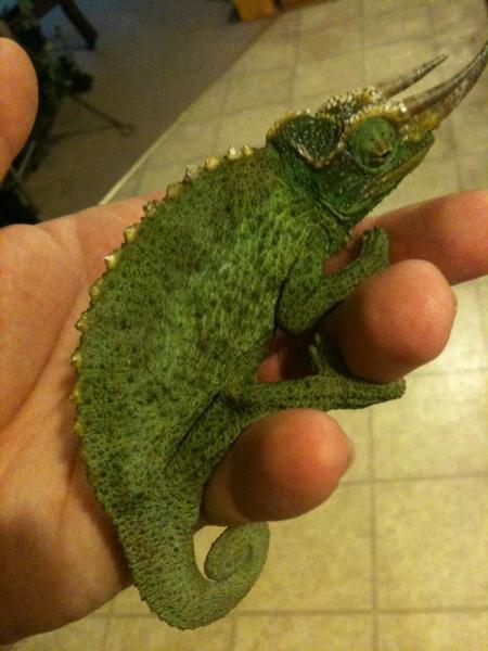 Wierdo on the day I got him from the KC Reptile Show.