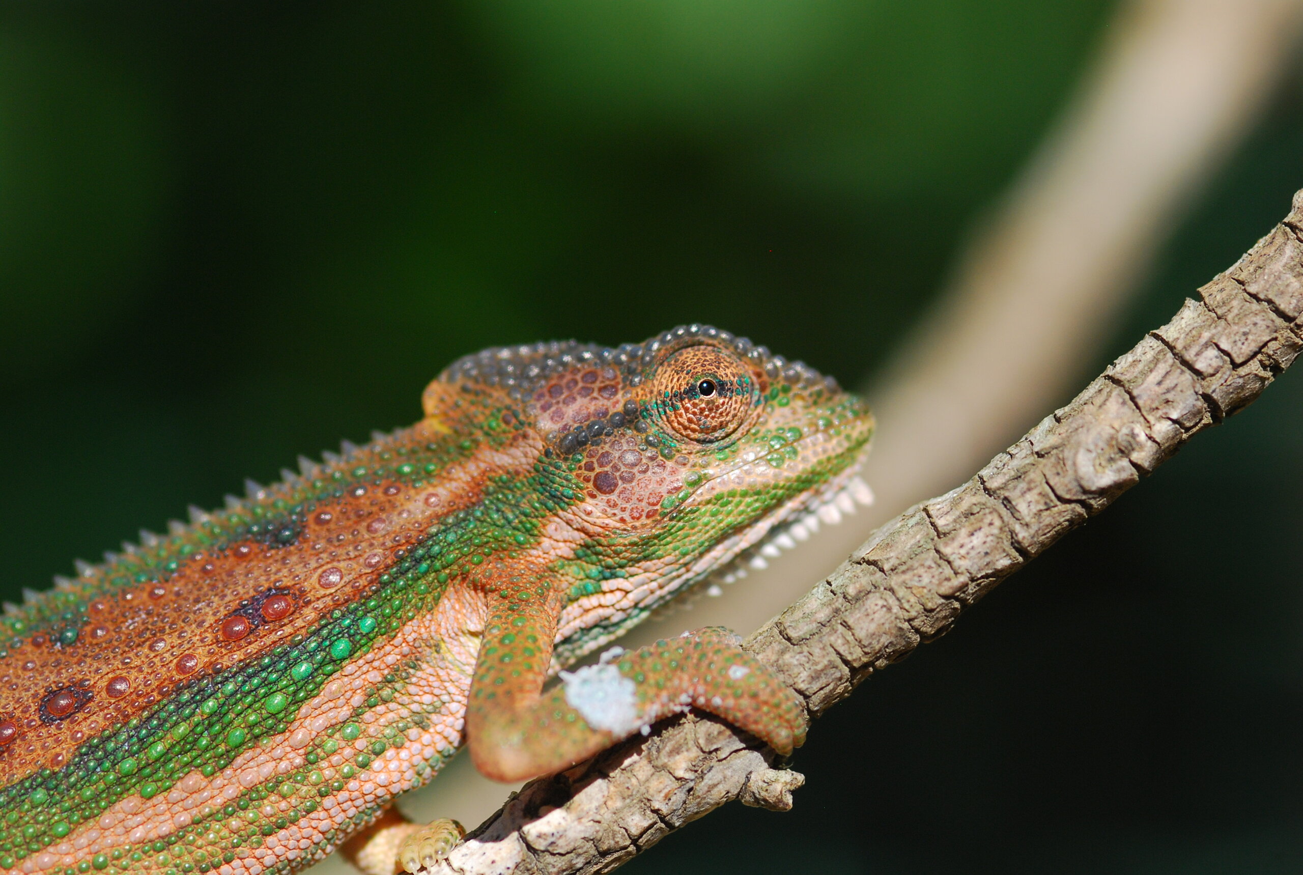 Wild Bradypodion pumilum - Cape Town
