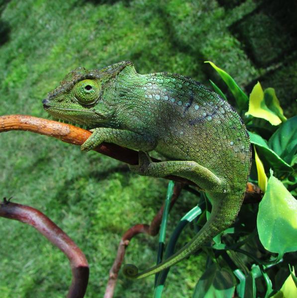 Wild caught female "Beebe"  @ 19g.