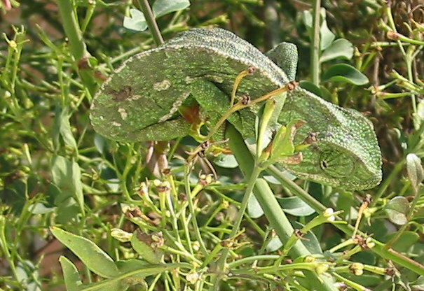 Wild In Spain