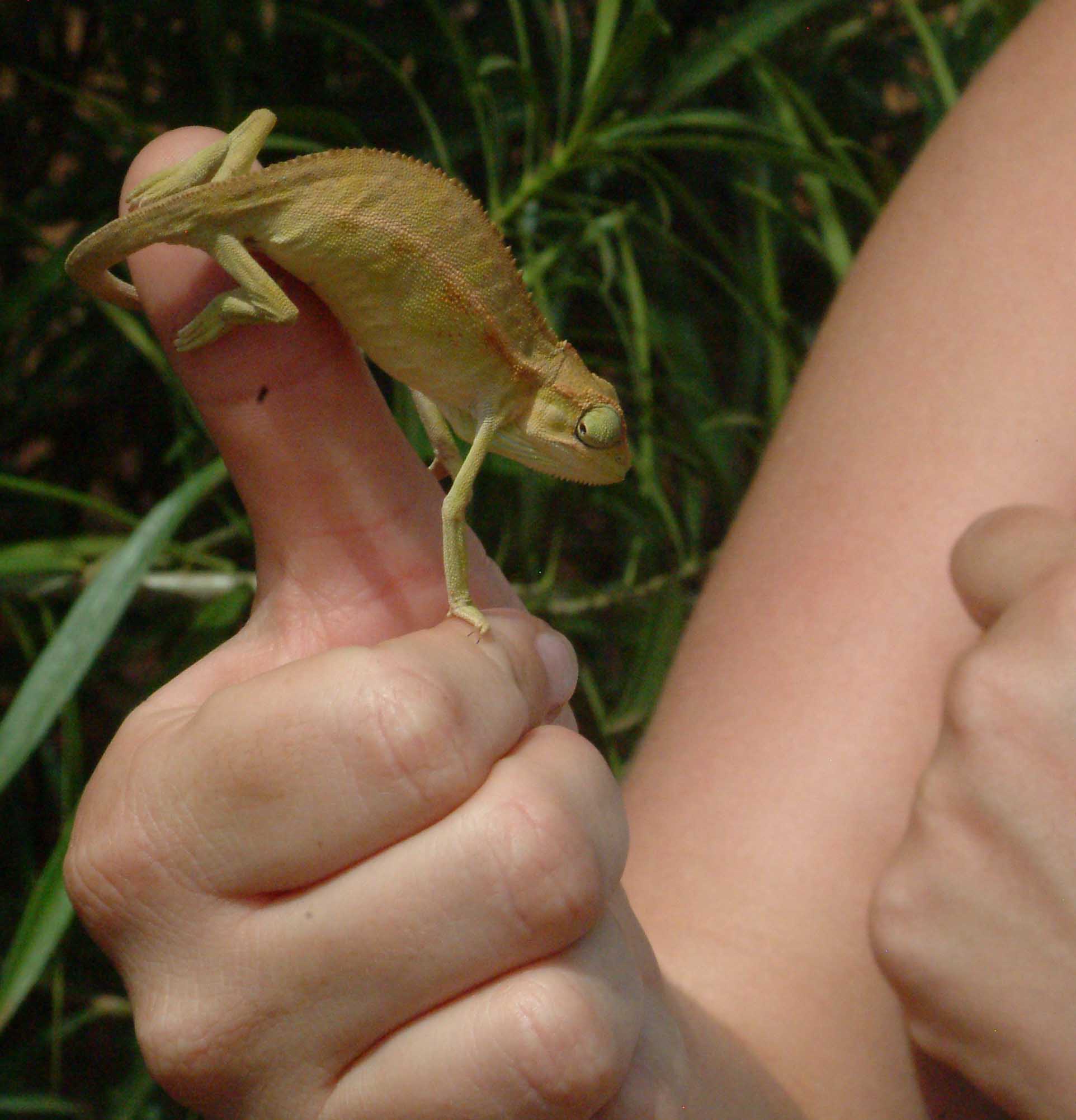 Wild Ugandan Chameleon