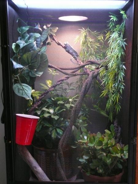 Wiley's enclosure.  Reptribreeze with schefflera, jade plant, assorted vines.  Reptisun 5.0 and basking light.  Also have a mist king system in here a