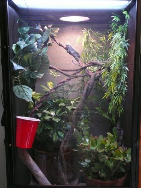 Wiley's enclosure.  Reptribreeze with schefflera, jade plant, assorted vines.  Reptisun 5.0 and basking light.  Also have a mist king system in here a
