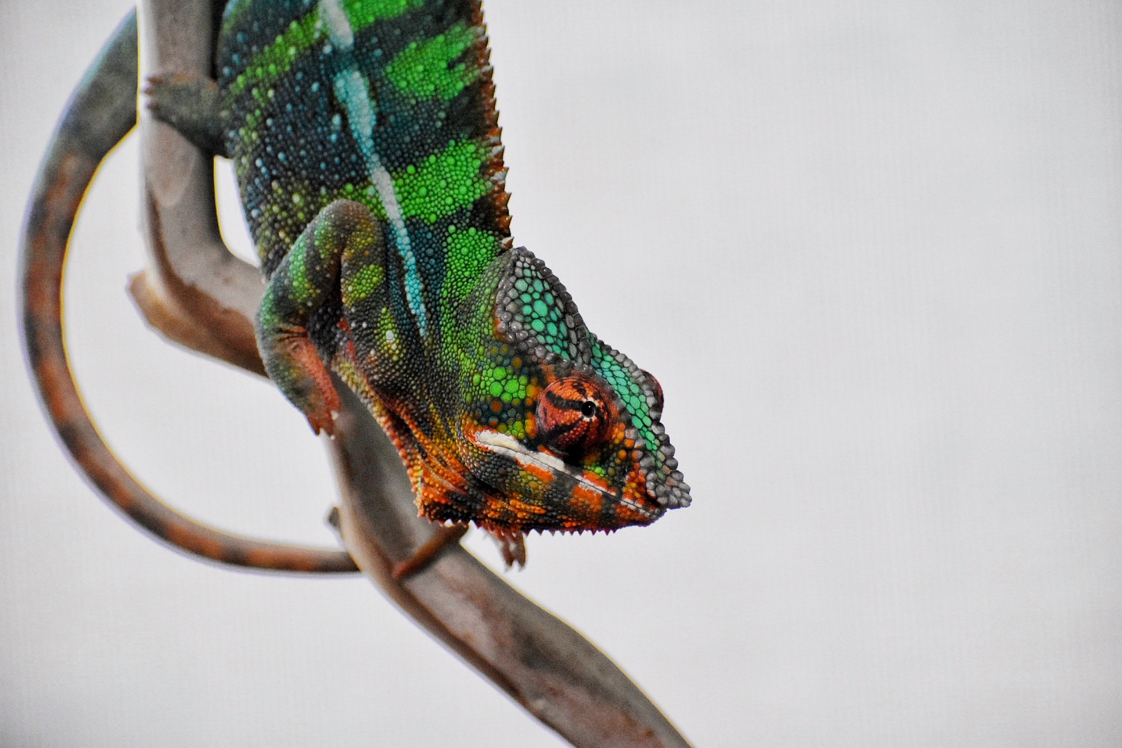 Will model for hornworms