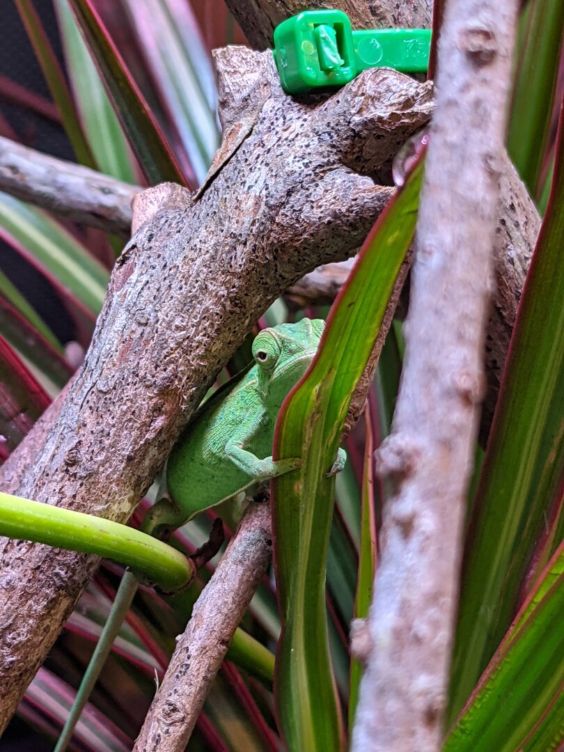 Wishing this was a screen instead of a leaf