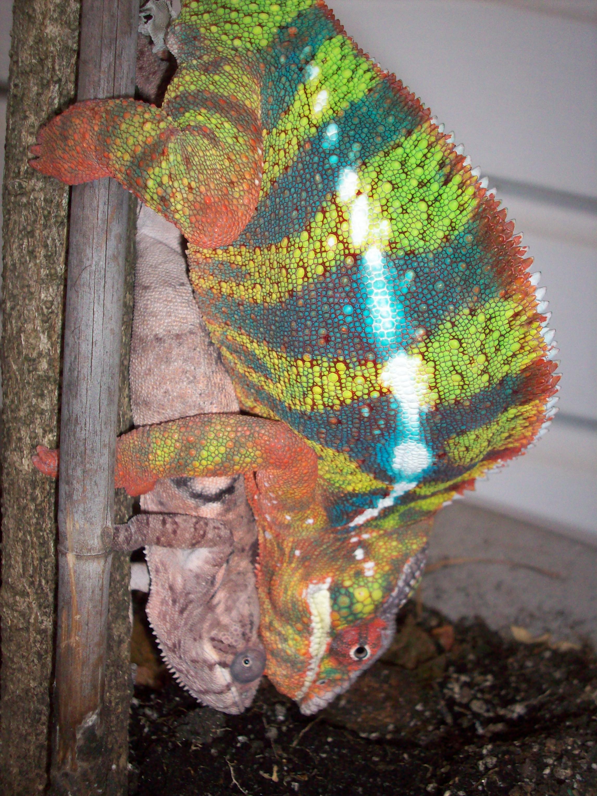 With Blue Bars