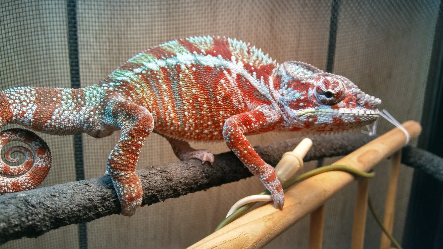 Womanizer Red/blue bar showing