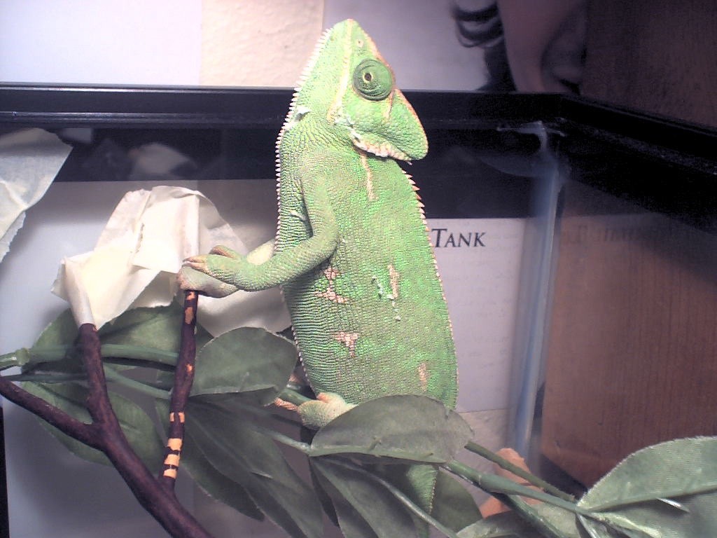 Worship time for my Chameleon