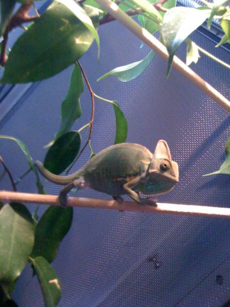Xanthus on his basking branch