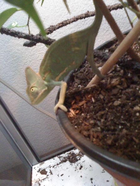 Xanthus on the soil looking for crix