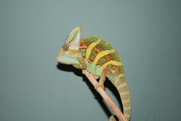 Xerxes 1