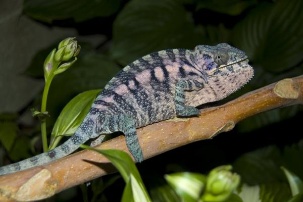 Yasmin 
Female Blue Bar Ambilobe 
6-7 months
Theron's Granddaughter