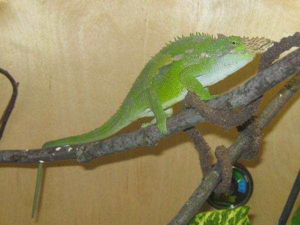 yay branches? lol idk