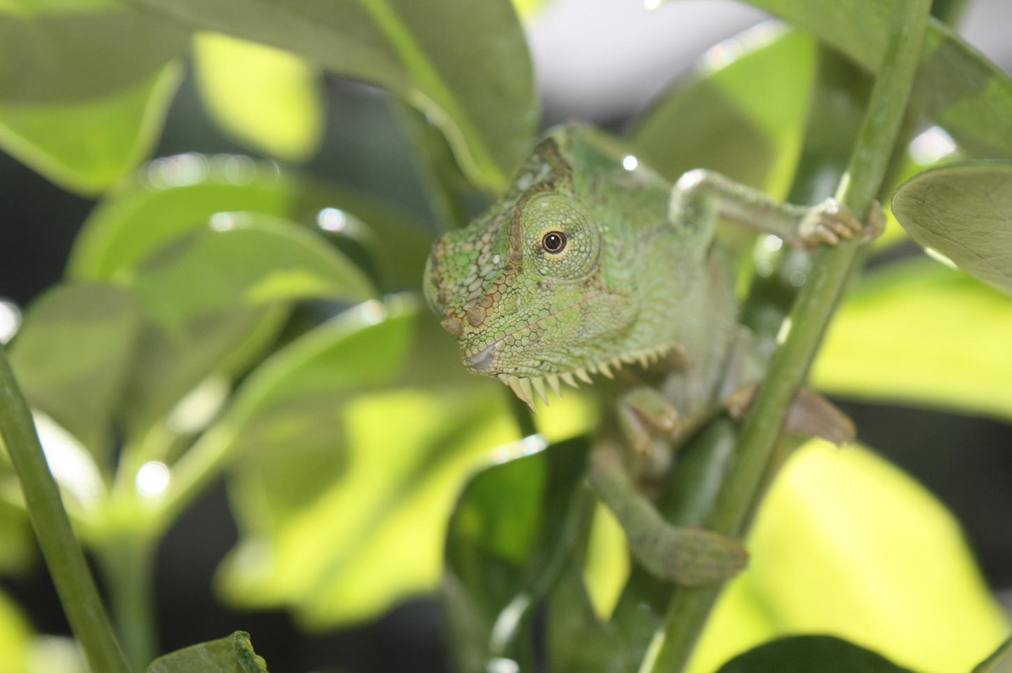 Yeah, I'm Cute, So What?