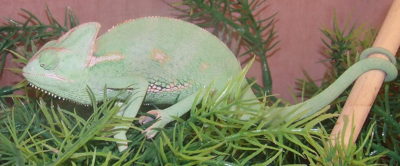 Yelina Veiled chameleon