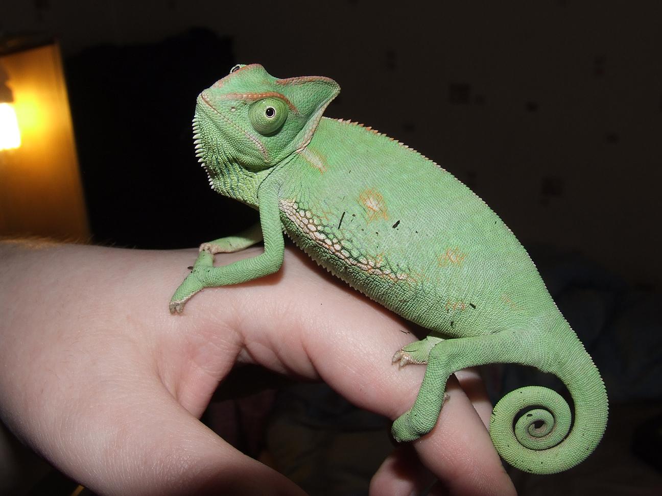 Yelina Veiled chameleon