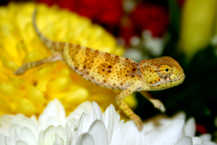 Yellow flapneck baby