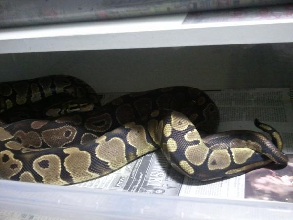 Yellowbelly het ghost male X normal het ghost female. Keep your fingers crossed for an orange ghost yellowbelly.