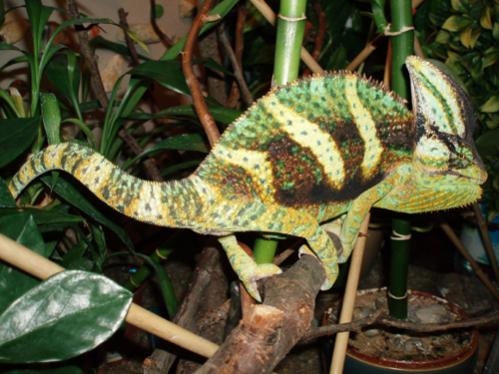 Yoda hating the camera :-)