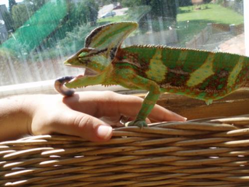 Yoda missing his fly target :-)