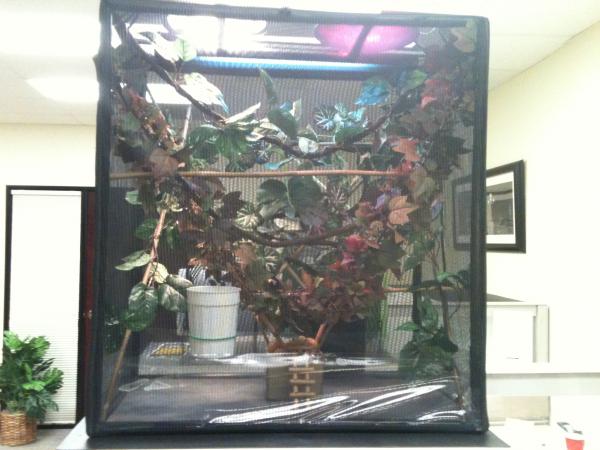 Yoda's home 1