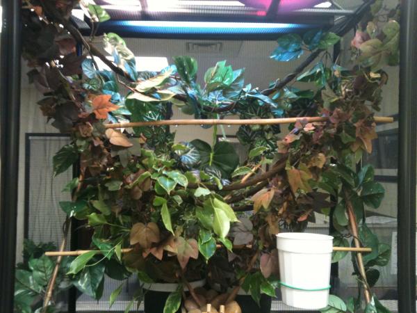 Yoda's home with improvements